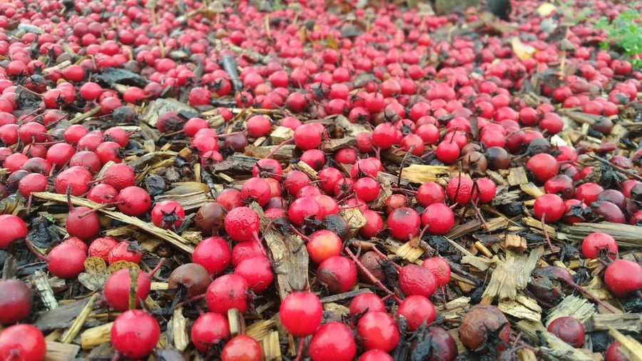 High angle view of berries on ground