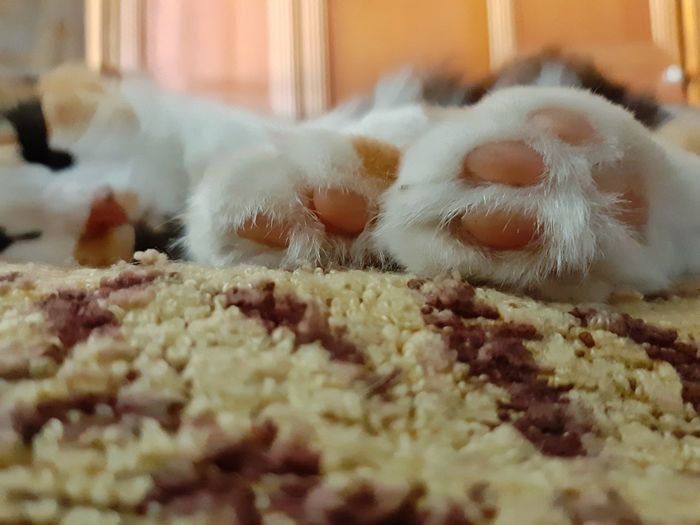 Close-up of cat relaxing on rug at home