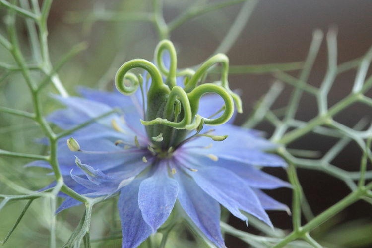 Close-up of blue nigella sativa flower 