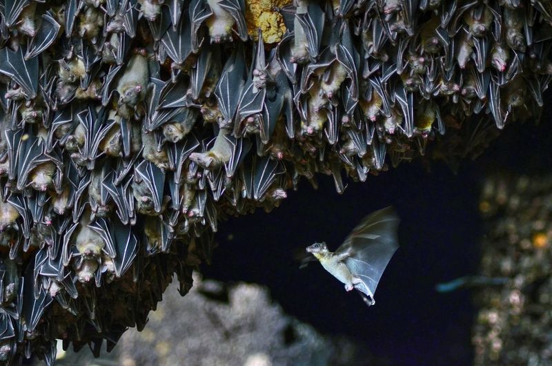 Low angle view of bats