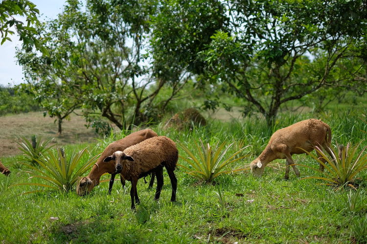Sheep grazing in a field