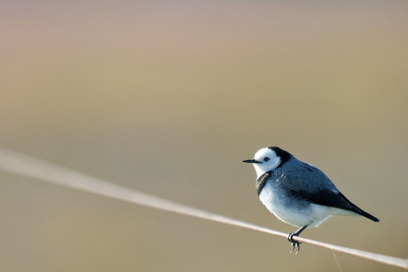 Close-up of bird perching on metal wire
