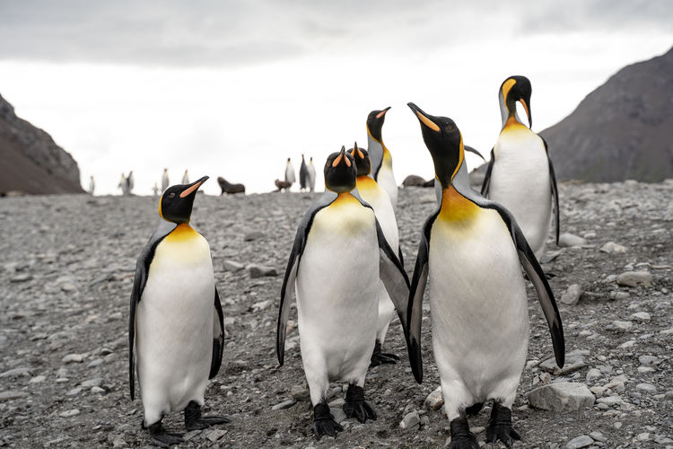 Group of king penguins.