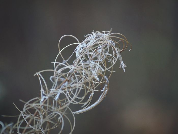 Close-up of dry tangled twigs