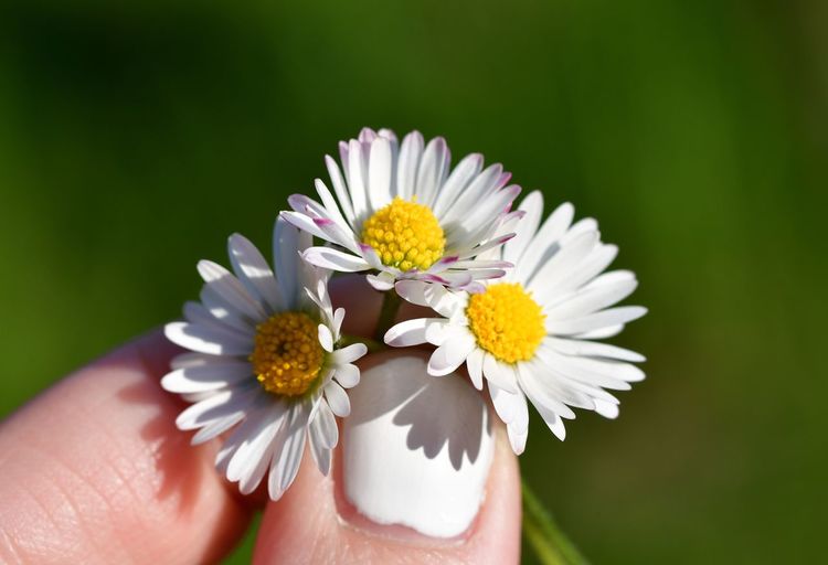Close-up of hand holding flower