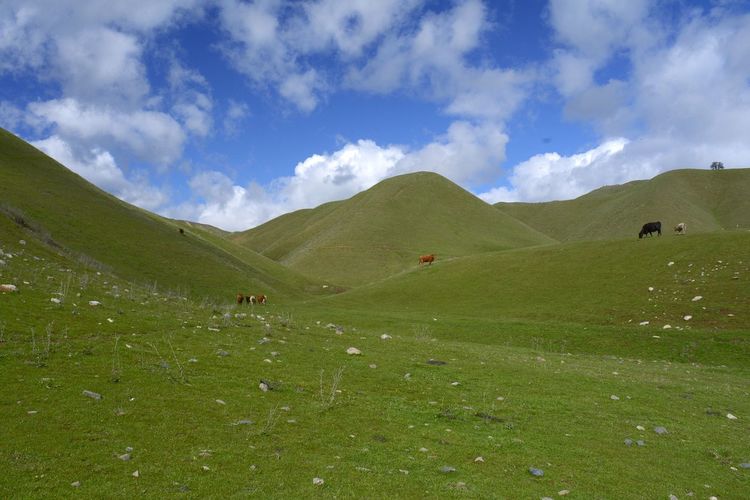 Scenic view of landscape against sky with cows