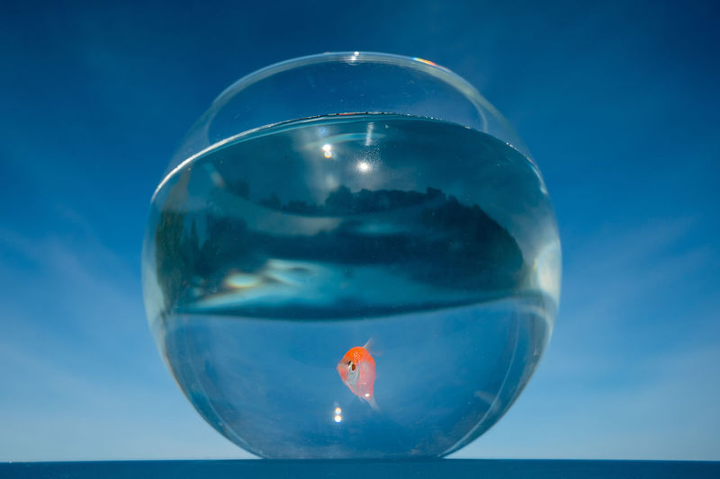 A goldfish swims in a round aquarium against a blue sky