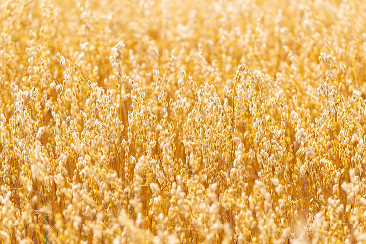 Close-up of corn field