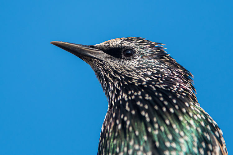 Portrait of common starling, ssturnus vulgaris