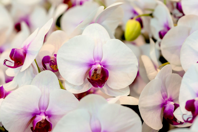 Close-up of pink orchids