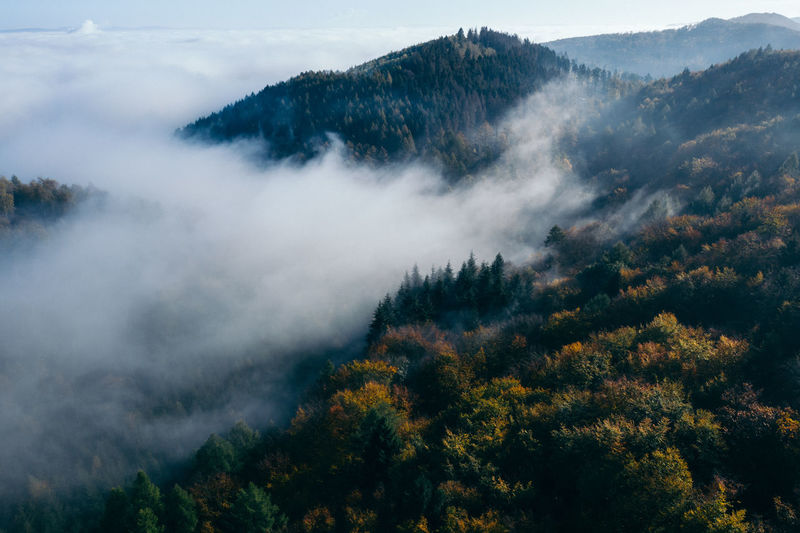 Scenic view of forest against sky during autumn