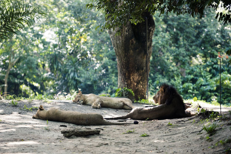 Group of lions resting in the shadow of a giant tree