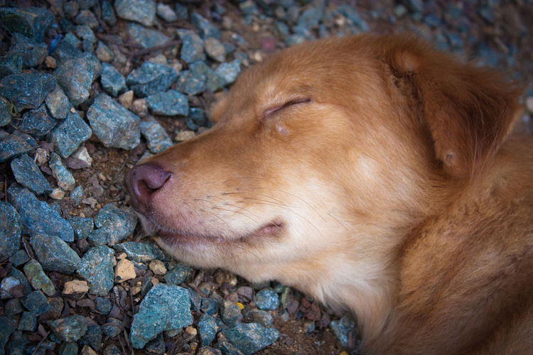 Close-up of dog sleeping on field