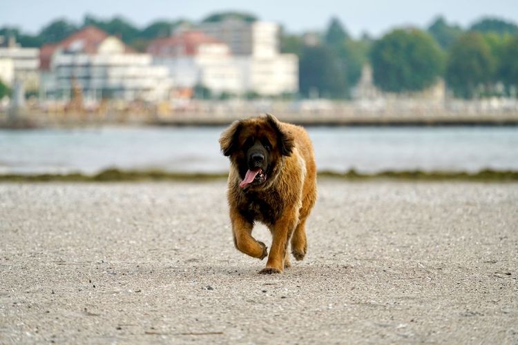 Dog on beach in city
