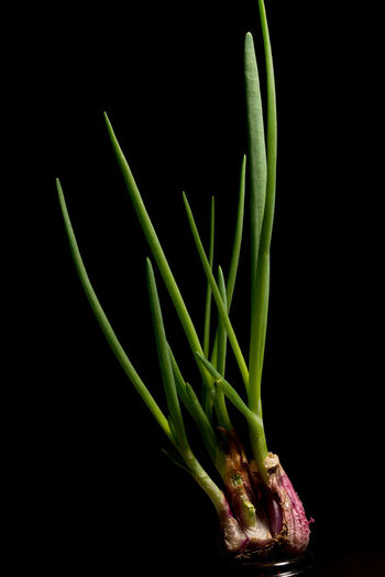 Close-up of scallions against black background