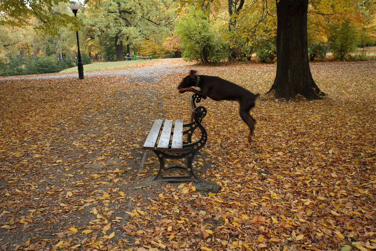 Dog in park during autumn