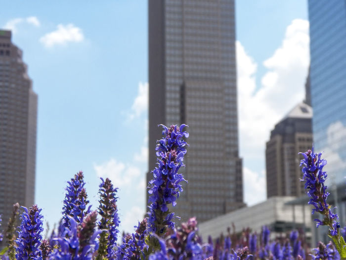 Close-up of purple flowers blooming in city