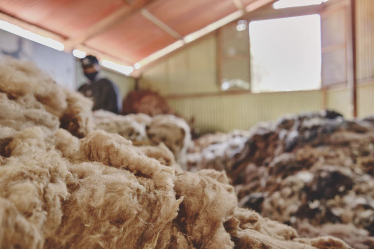 Woman worker sorting brown fibers in an alpaca wool manufacturing facility. 