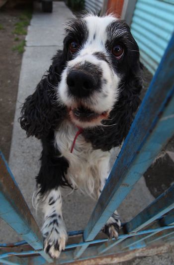 Close-up portrait of dog behind metal fence