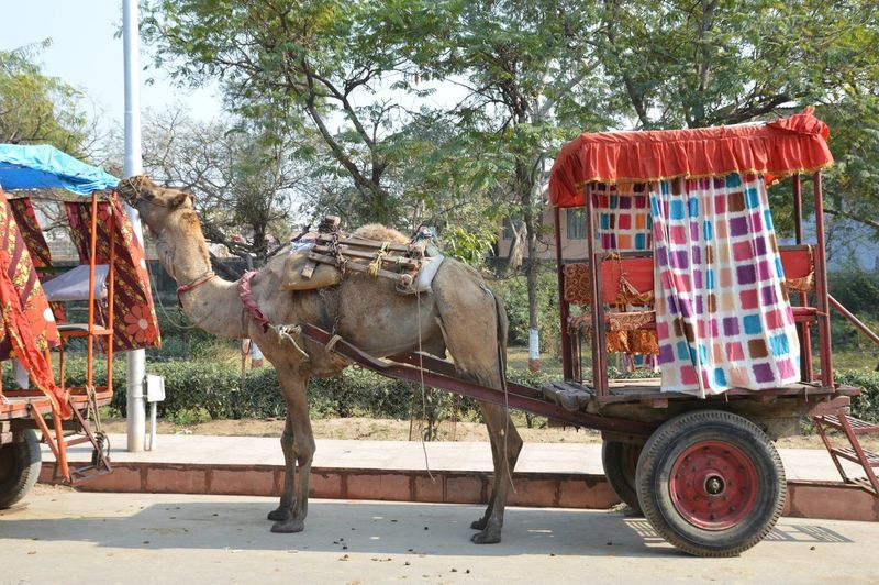 Camel cart on road against trees