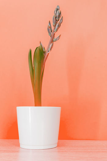 Close-up of potted plant on table against orange wall