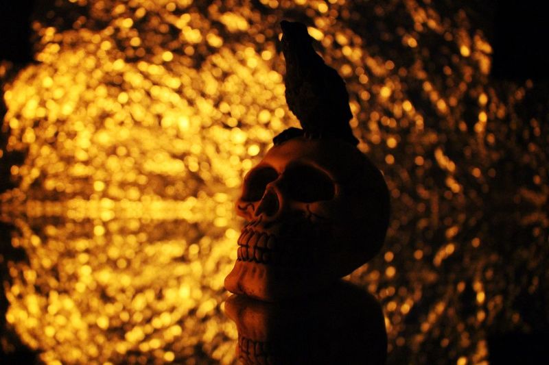 Close-up of animal on skull during halloween