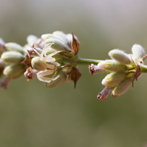 Close-up of flowering plant