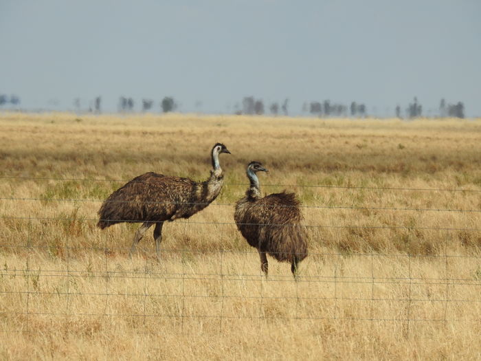 Two emus in field