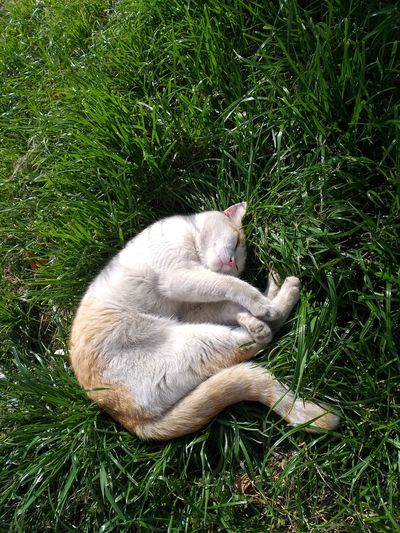 High angle view of cat sleeping on grass