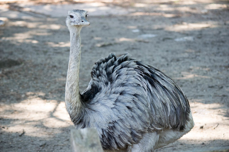 Close-up of ostrich at field