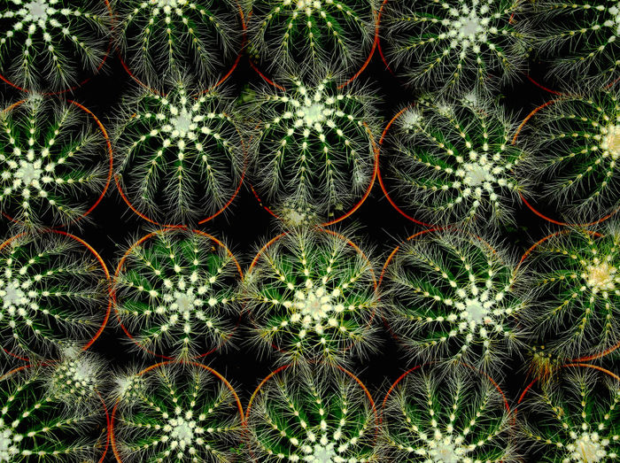 Cacti from above