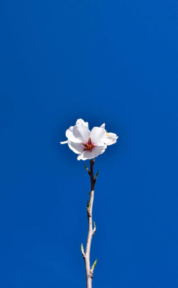 Close-up of white flower against blue sky