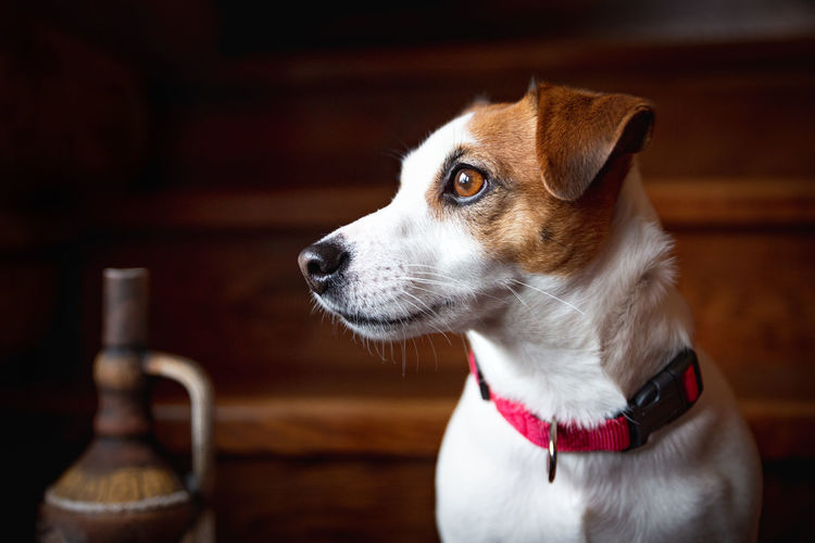 Portrait of a dog jack russell terrier, looking to a side, sitting on a wooden staircase.