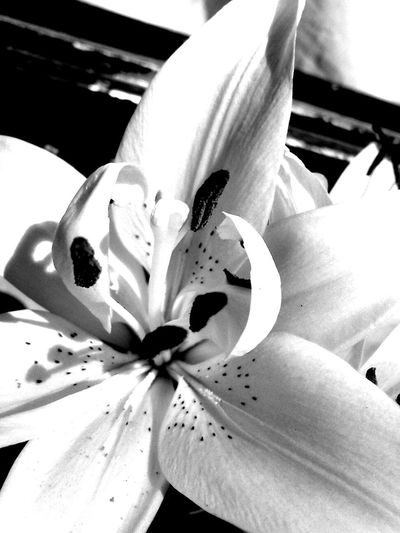 Close-up of white lily blooming outdoors