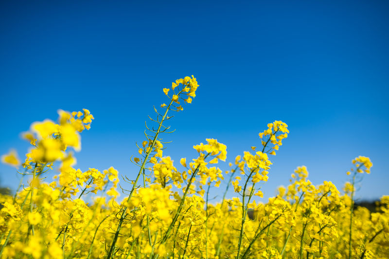 Yellow flowering plants against clear blue sky