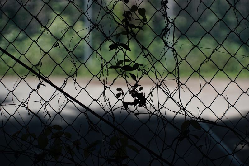View of birds through chainlink fence