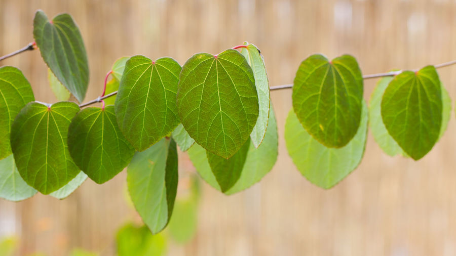 Close-up of green leaves