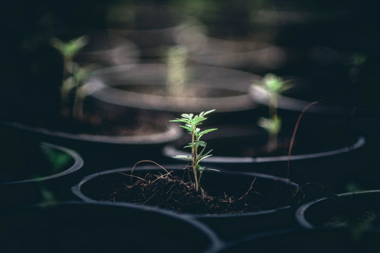 Close-up of potted plants