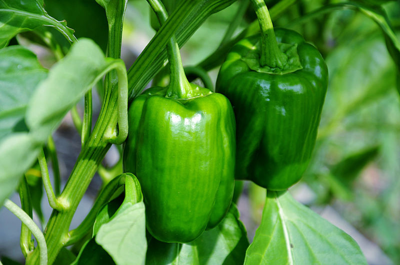 Close-up of green chili peppers on plant