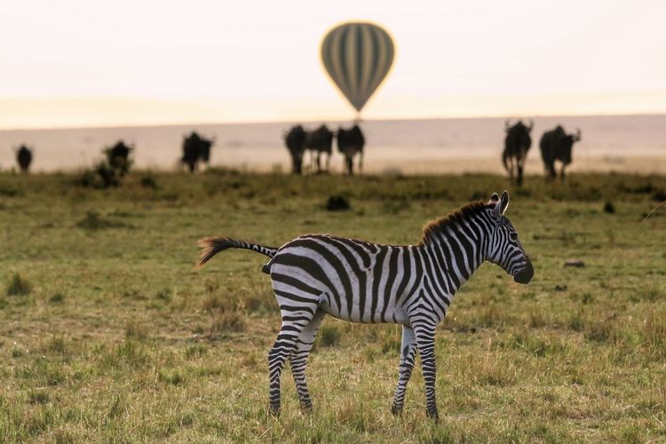 Zebra zebras on field