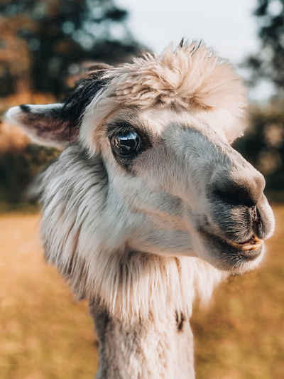 Close-up portrait of a alpaca