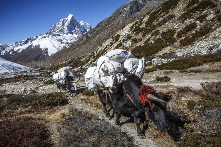 Yaks carry goods up nepal's khumbu valley towards everest base camp.
