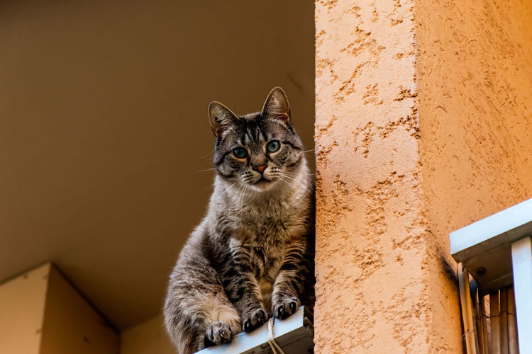 Low angle view of a cat against building wall