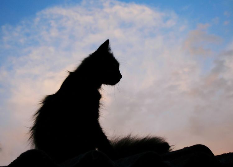 Low angle view of silhouette cat against sky during sunset