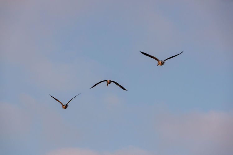 Low angle view of birds flying in sky