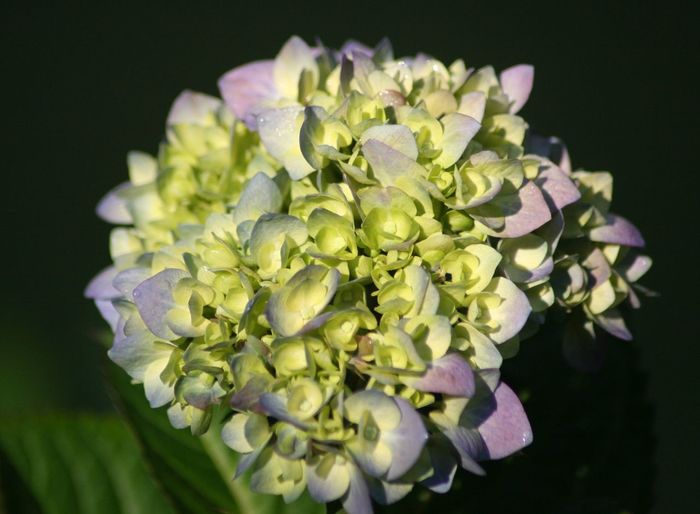Close-up of flowers
