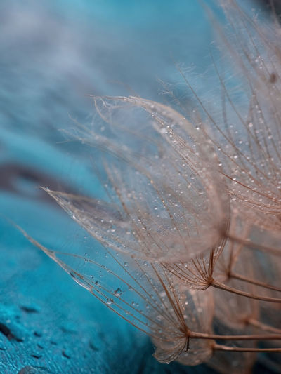 close-up of feather