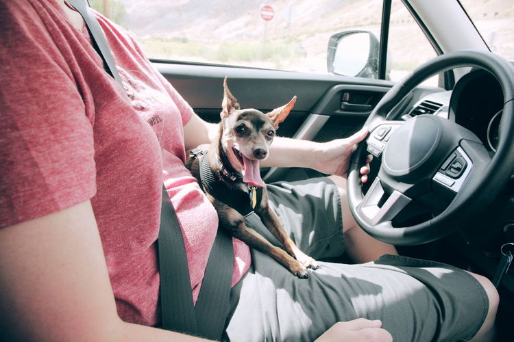 Midsection of woman with chihuahua driving car