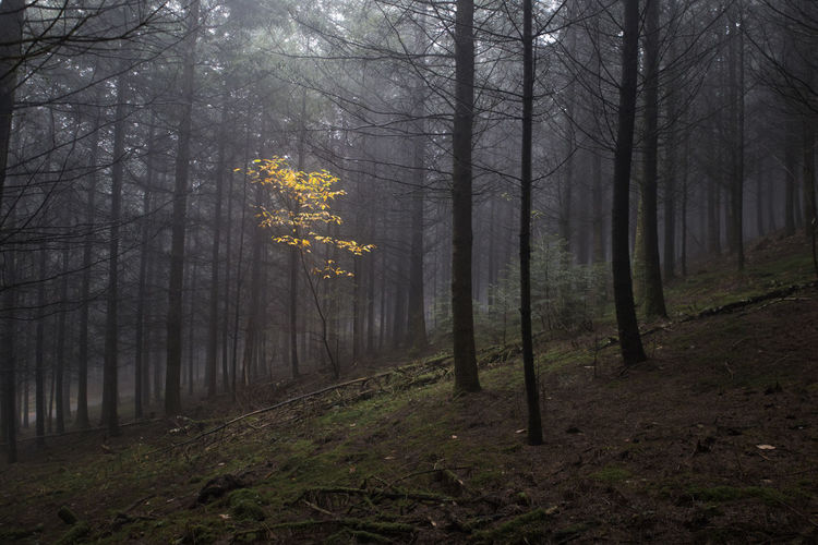 Dark and spooky undergrowth with a mysterious mist and a colorful tree lost in the middle