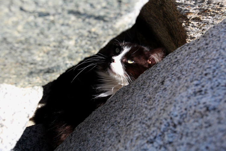 Close-up of cat on rock